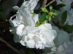 Rhododendron cultivars