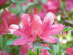 Rhododendron cultivars