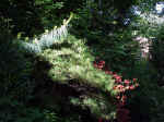 Pines and Azalea