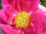 Peony