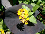 Yellow lantana blossom and its shadow.