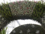 Art Colonnade: each arch or column is skillfully planted with succulents in a soil-free medium with a unique planting pattern.